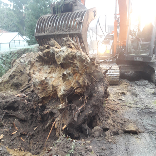 boom en wortels Groenland